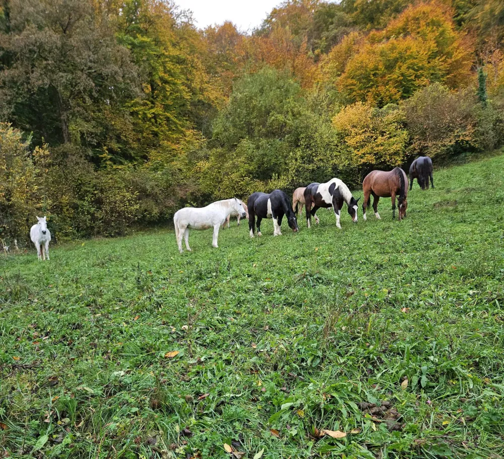 chevaux