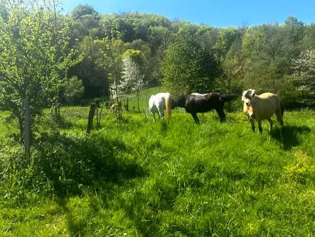 Randonnés hivernales